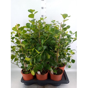 Ficus deltoidea