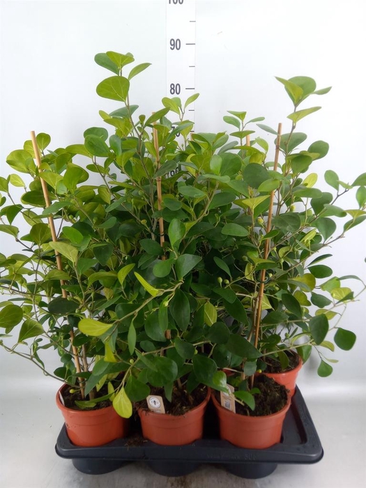 <h4>Ficus deltoidea</h4>