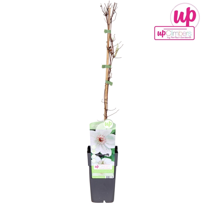 Clematis Miss Bateman