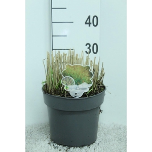 Panicum virgatum