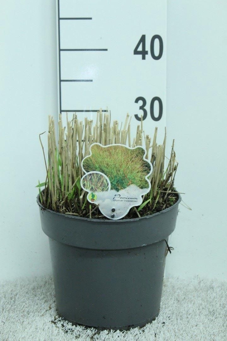 Panicum virgatum