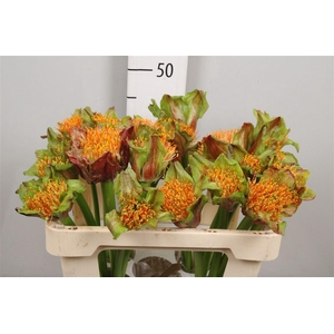 Scadoxus P Blitz