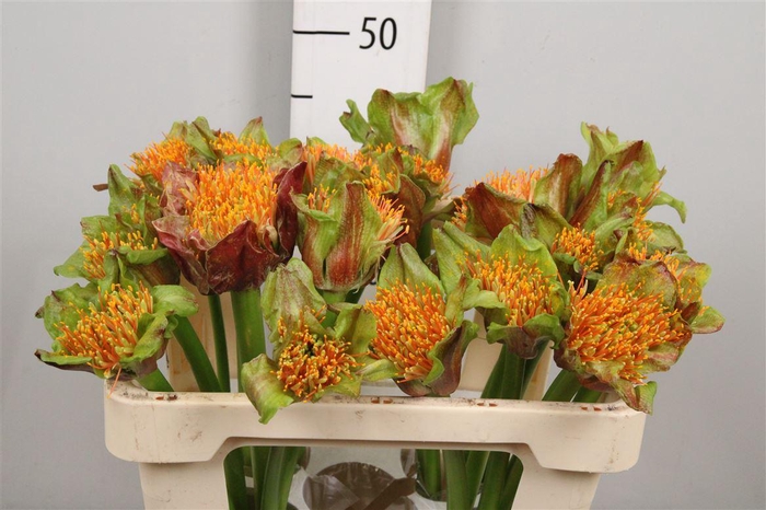 Scadoxus P Blitz