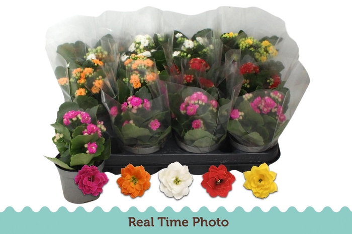 <h4>KAL GE GEM 5 KL</h4>