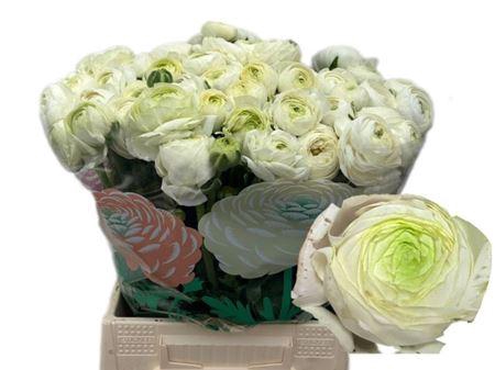 <h4>Ran Chamallow</h4>