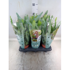 Phlebodium aureum 'Blue Star'