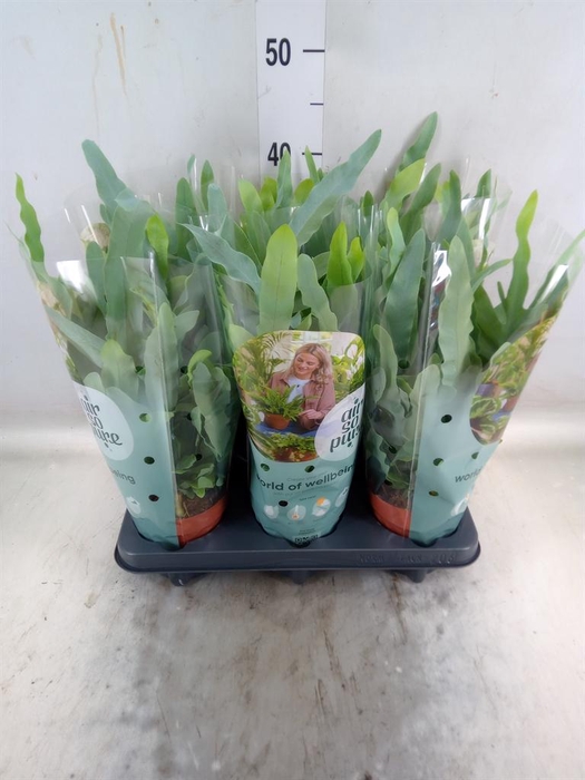 <h4>Phlebodium aureum 'Blue Star'</h4>