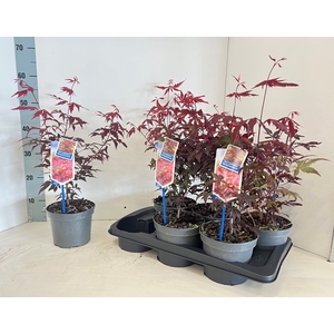 ACER PA ATROPURPUREU