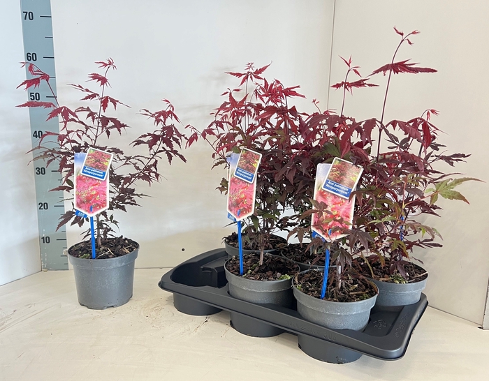 <h4>ACER PA ATROPURPUREU</h4>