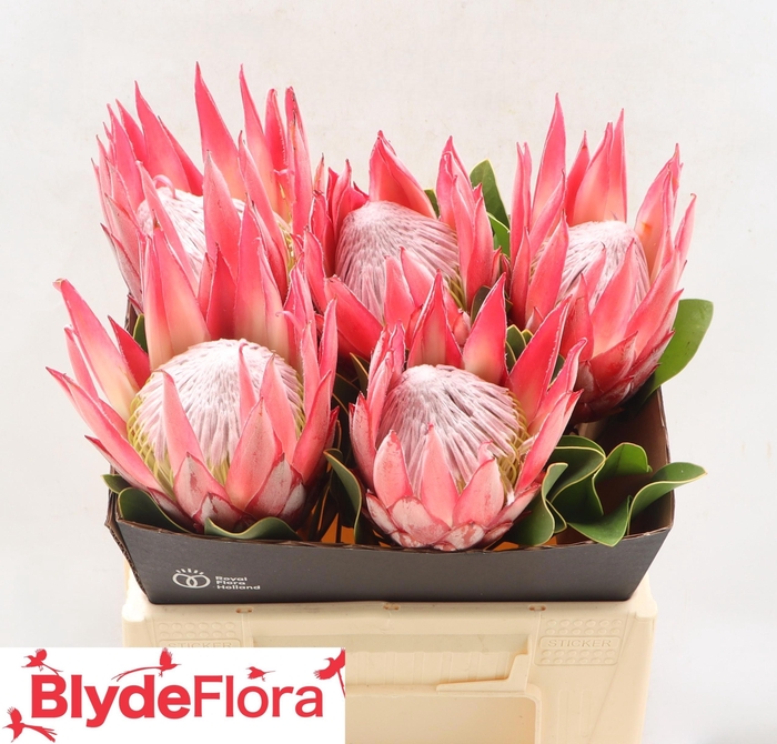 <h4>PROTEA CY CLARE</h4>