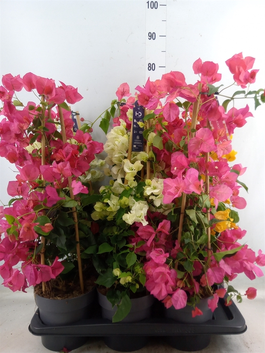 <h4>Bougainvillea   ...</h4>