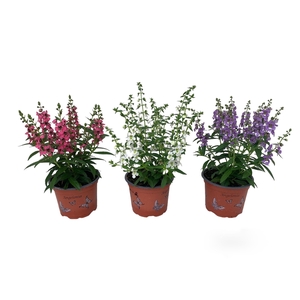 Angelonia mix