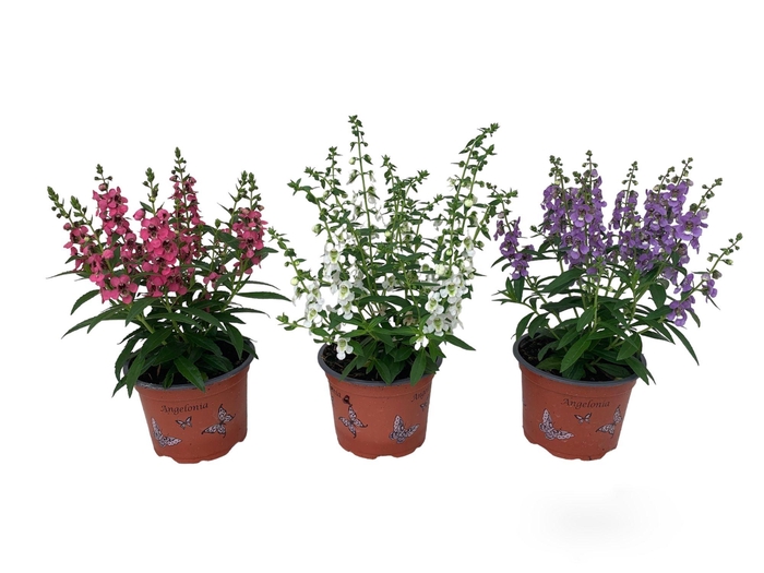 <h4>Angelonia mix</h4>