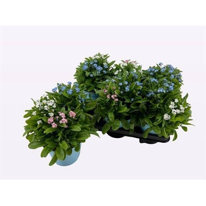 Myosotis (forget-me-not) 14Ø 25cm