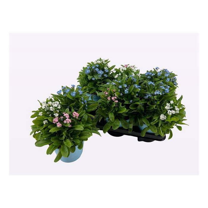 <h4>Myosotis (forget-me-not) 14Ø 25cm</h4>