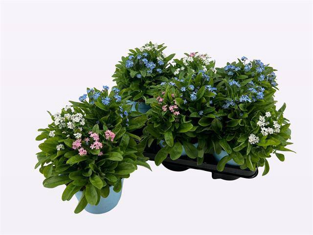 Myosotis (forget-me-not) 14Ø 25cm
