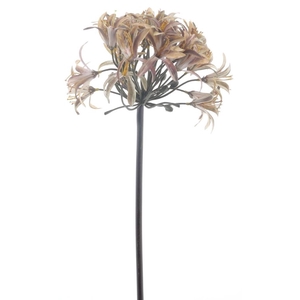 Larane lily spray 80cm brown