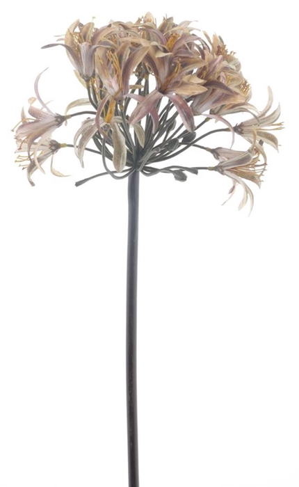 <h4>Larane lily spray 80cm brown</h4>