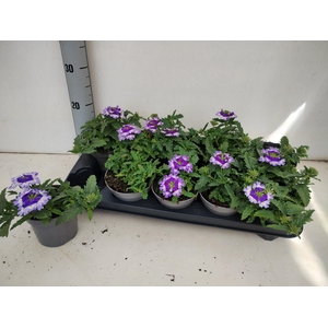 VERBE OV
