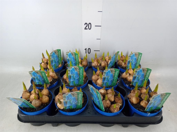 <h4>Muscari  'Magic Blue'</h4>