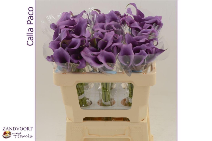 <h4>Calla Paco | Dubbelbloemig</h4>