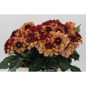Dahlia Creme de Cognac