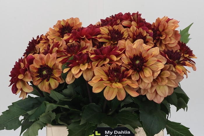 Dahlia Creme de Cognac