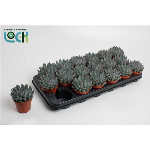 <h4>Echeveria Pelisuda</h4>