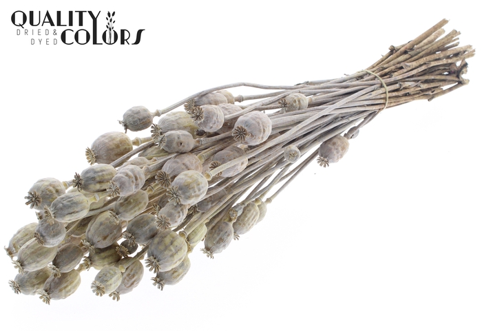 <h4>Papaver per bunch Frosted Light Yellow</h4>