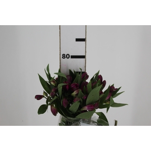 ALSTROEMERIA REAL 080 CM