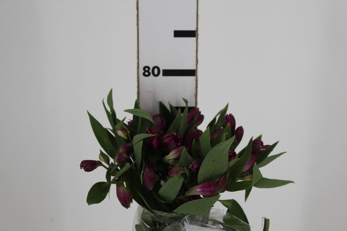<h4>ALSTROEMERIA REAL 080 CM</h4>