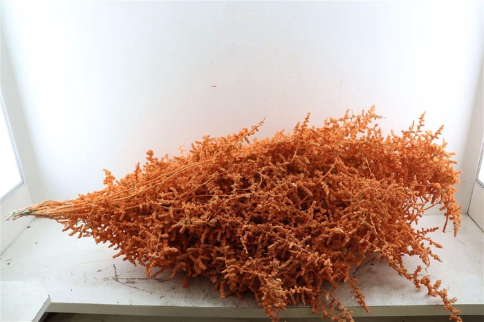 <h4>Sprengerie Wild Snow Oranje P Stem</h4>