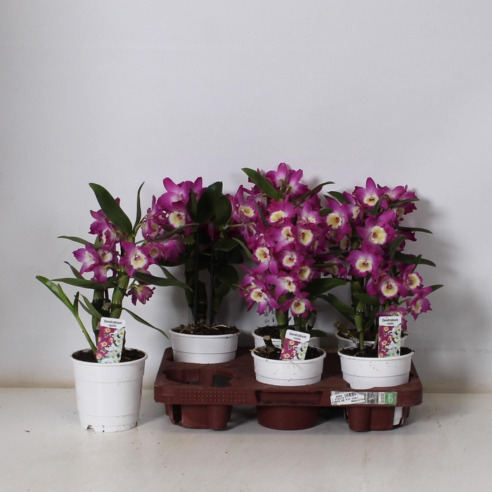 <h4>DEND NOBILE</h4>