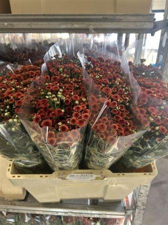 <h4>Chr S Mad Tyolo Oran</h4>