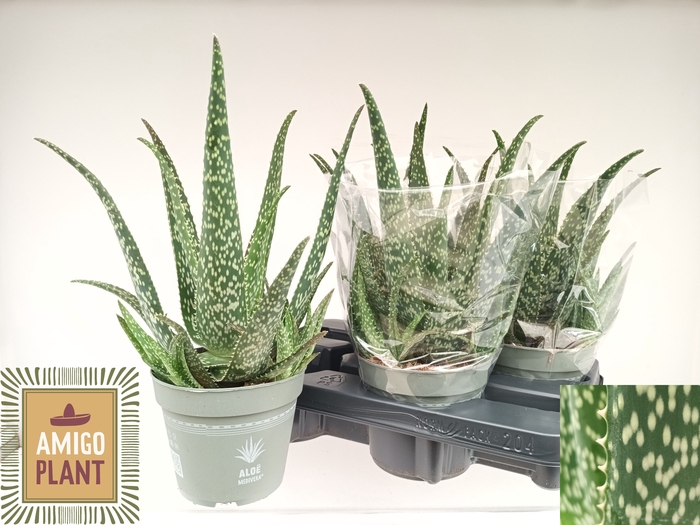 <h4>ALOE VERA</h4>