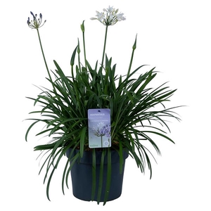 Nolina Agapanthus Ø 24 cm. Summer LoveTM Duo