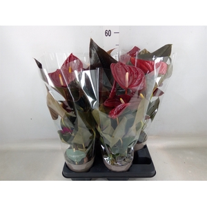 Anthurium andr. 'Delicata'