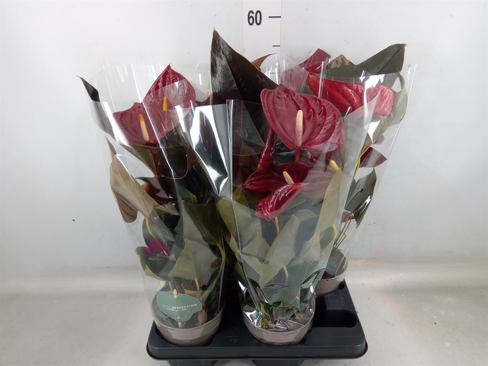 <h4>Anthurium andr. 'Delicata'</h4>
