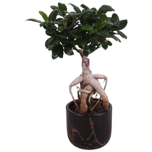 Ficus m. Ginseng Ball Shape Ø09cm in Ø11cm Ceramic PL469