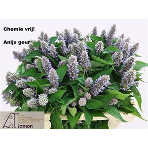 Agastache Ov
