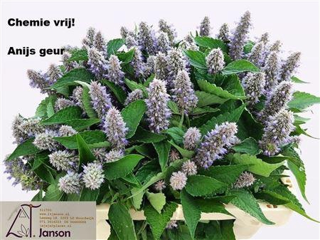 <h4>Agastache Ov</h4>