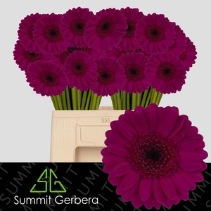 Germini Impact Water/Hoes x80