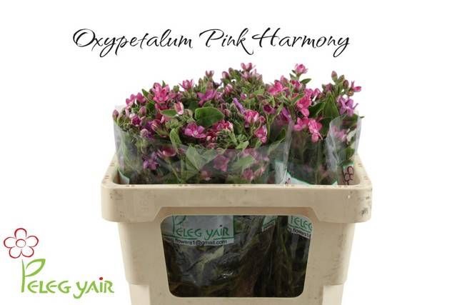 <h4>OXY CO PINK HARMONY</h4>