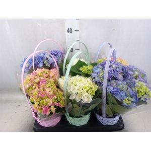 Arr.  Hydrangea L%