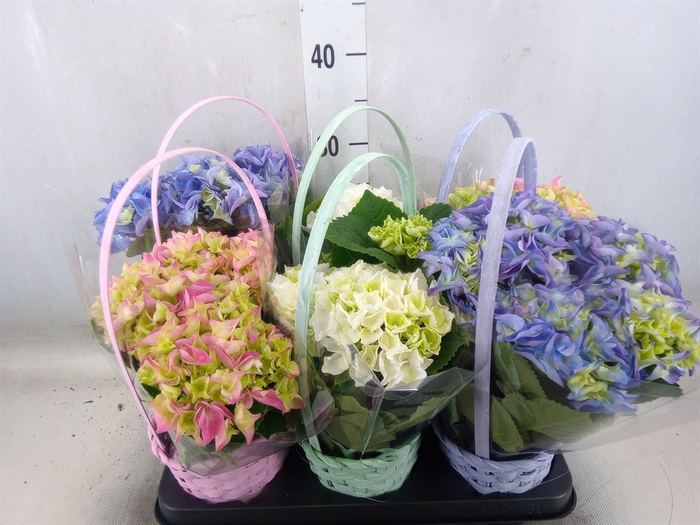 <h4>Arr.  Hydrangea L%</h4>