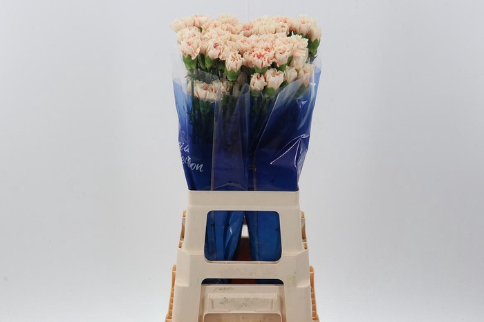 <h4>Di St Apple Tea Hi</h4>