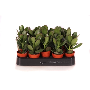 Crassula ovata 5,5 cm