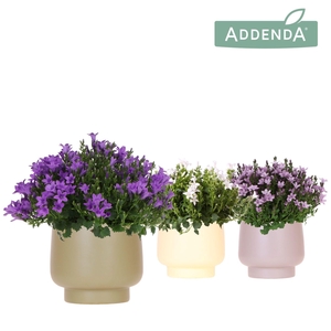 Campanula Addenda Ambella mix in Scandic pot green mix