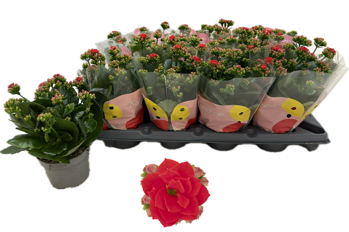 <h4>KAL GE RF NOELLE</h4>