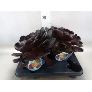 xSemponium 'Destiny'